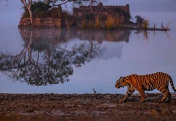 Бір ғана елдің өзінде жолбарыстар өлімі биыл рекордтық көрсеткішке жетті