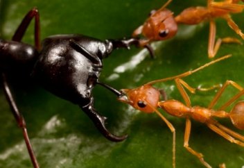 Құмырсқа сөйлейді ме немесе Құран аяты нені меңзейді?