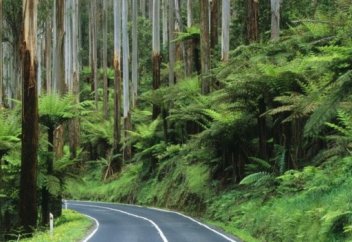 Австралия тұрғындары млрд ағаш отырғызады