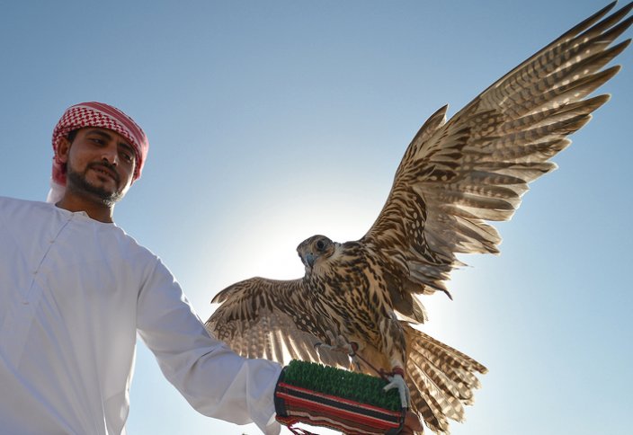 Арабским шейхам разрешили охотиться на краснокнижную птицу в Казахстане