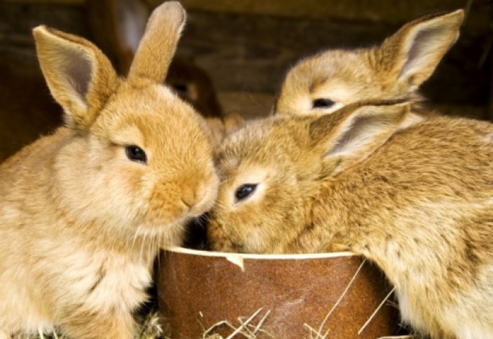 Қоян шаруашылығы – табыс көзі (видео)