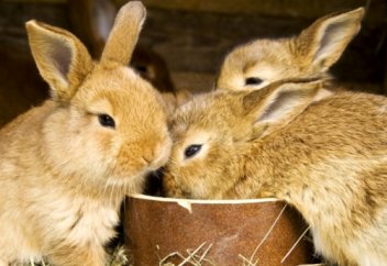 Қоян шаруашылығы – табыс көзі (видео)