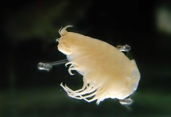 Следы испытаний атомного оружия обнаружили в Марианской впадине