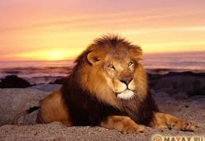 Зимбабведе елдің символына айналған арыстан өлтірілді