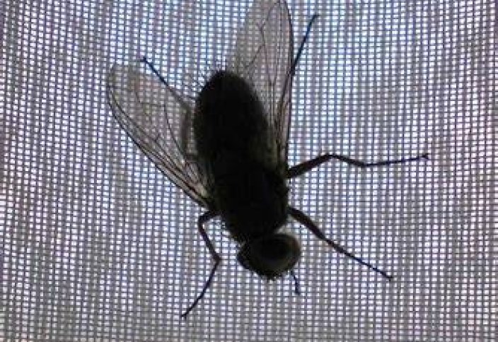 Марокко алғашқы «шыбын фабрикасын» ашты