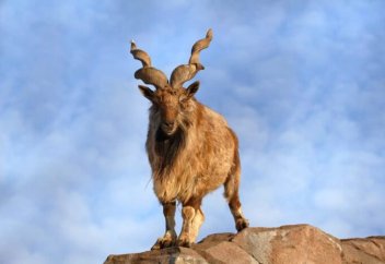 Өзбекстанда Қызыл кітапқа енген жануарларды аулағандарға салынатын айыппұл 10 есе өсті