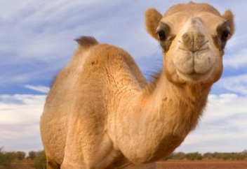 Түйеге пластикалық ота жасауға тыйым салды