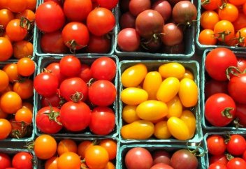 Тәтті қызанақты бақшада өсірудің құпиясы