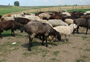 МАЛ ӨСІРСЕҢ, ҚОЙ ӨСІР...