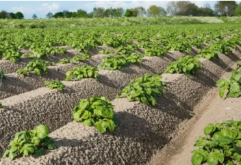 Голландские секреты выращивания картофеля. Автоматическая картофельная пушка вышла на тропу войны (видео)