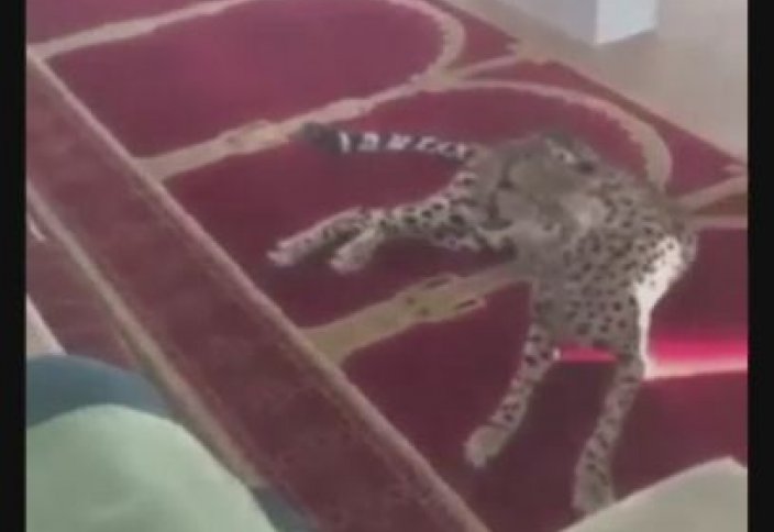 Дом Аллаха укрыл гепарда (видео)