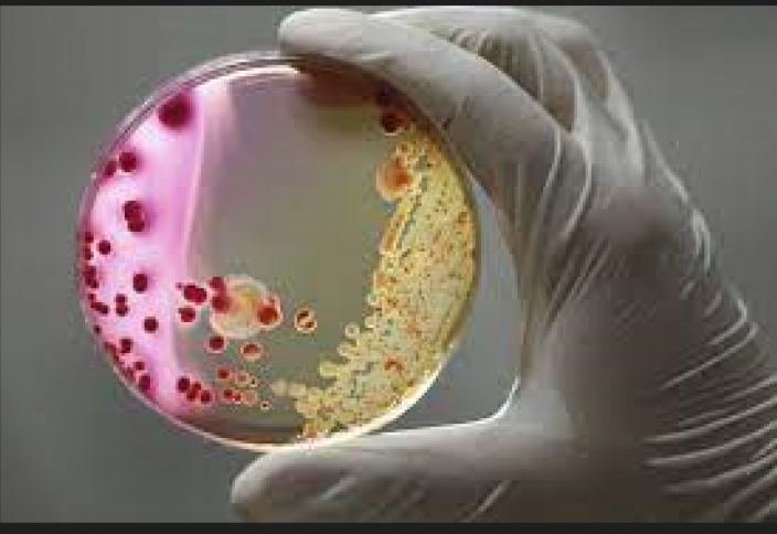Емге көнбейтін бактерияларға қарсы антибиотиктің жаңа түрі пайда болды. Картоп бактериясынан кең спектрлі антибиотик алынды