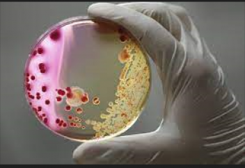 Емге көнбейтін бактерияларға қарсы антибиотиктің жаңа түрі пайда болды. Картоп бактериясынан кең спектрлі антибиотик алынды