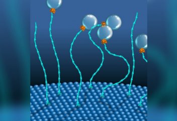 Биоинженерлер гендік осциллятордың көмегімен тірі жасушалардың тозу процесін баяулатты