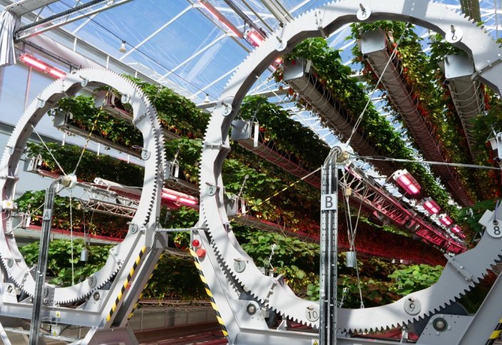 Құлпынайды өзгеше өсіру технологиясы пайда болды (видео)