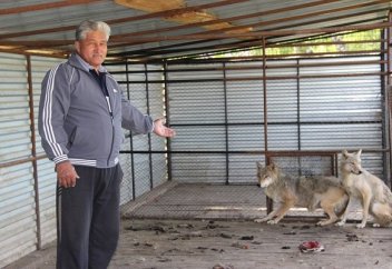 Қазақтар арасында қасқыр асырау сәнге айналды