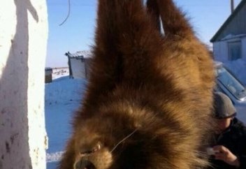 Қостанай облысында росомахаға ұқсас аң табылды