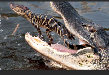 Үндістанда мемлекеттік шекараны қолтырауындармен және жыландармен қорғау туралы бастама көтерілді