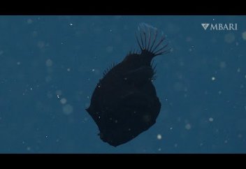 Жарыққа шағылыспайтын балық таспаға тартылып қалды (видео)