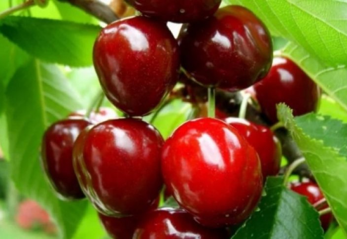 Семейде қатерлі ісікке қарсы шие өсірілмек