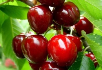 Семейде қатерлі ісікке қарсы шие өсірілмек