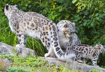Жануарлар әлемі: Барысты сақтап қалуға арналған арнайы портал ашылды (видео)