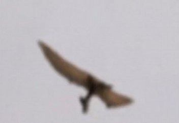 Айдахо штатында птерозавр ұшып жүр