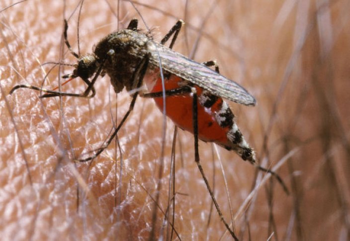 Найдено ещё одно опасное последствие малярии