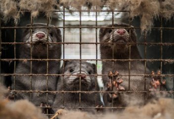 Қытайда тағы бір вирус ошағы табылды