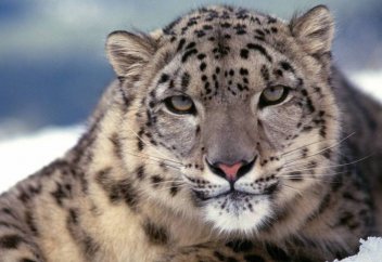 Новые снимки снежного барса зафиксировала фотоловушка в "Алтын-Эмель". Как охотится снежный барс: хитрая тактика, которая работает всегда