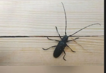 Опасного вредителя обнаружили в Кокшетау в пиломатериалах из России