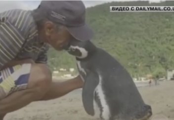 Пингвин де жақсылықты ұмытпайды