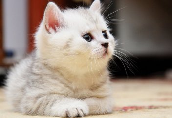 Мысықтың зәрі нәжіс пе?