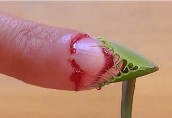 Топ-5 самых коварных хищных растений (фото)