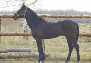 Сәлемші болсаң төрге шық!