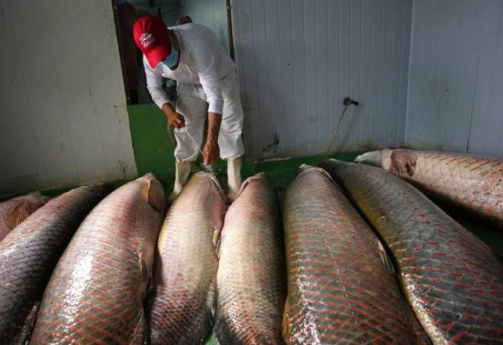 Пресноводная рыба Африки под угрозой исчезновения из-за сокращения запасов