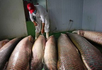 Пресноводная рыба Африки под угрозой исчезновения из-за сокращения запасов