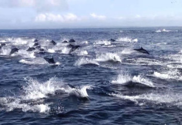 Жануарлар әлемі: Мыңдаған делфиньдерге косаткалардың шабуылы (ВИДЕО)