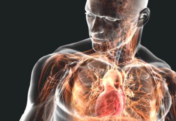 10 самых интересных фактов о мышцах