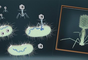 Вирус тұңғыш рет дәріге төзімді өкпе инфекциясын емдеді