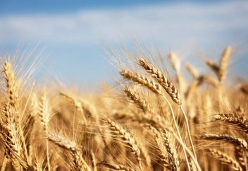 Экспорт органической продукции из РК бьет рекорды. В Казахстане создали командование Сил спецопераций