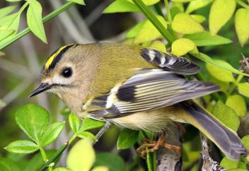 Құстардың атауы өзгертіледі