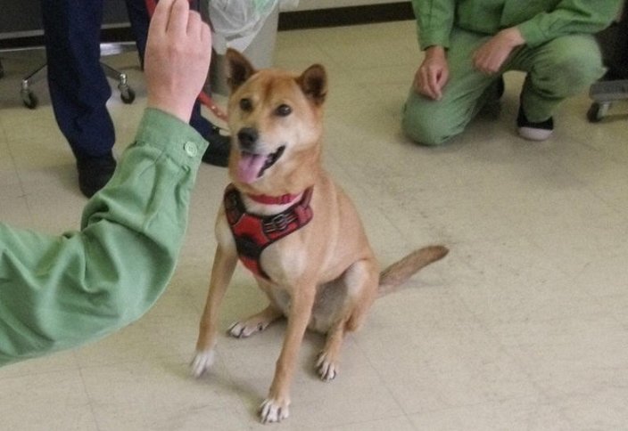 Япония расширит программу реабилитации заключённых с использованием спасённых собак по всей стране