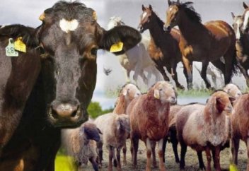 Қазақ халқының дәстүрлі шаруашылық түрлері