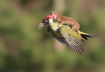 Тоқылдақ аққалақты арқасына қондырып ұшты (фото)