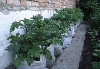 Қапта өсірілген картоп екі есе өнім береді  (фото)