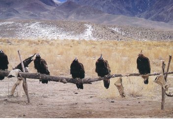 Қыранды қолға түсіру тәсілдері