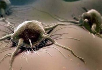 Медиктер организмде рак клеткаларының таралуына қарсы тиімді дәрі жасады