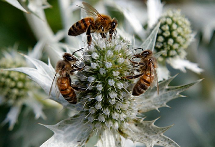 Инъекция превратила мирных пчел в смертельно опасных насекомых