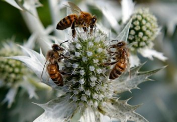 Инъекция превратила мирных пчел в смертельно опасных насекомых